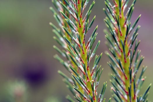 pine branch on green background