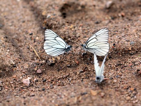 butterflies on land