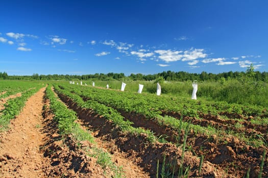 potato field