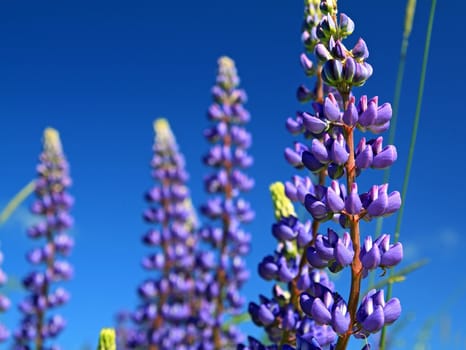 blue lupines on summer field