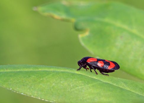 red bug on green sheet