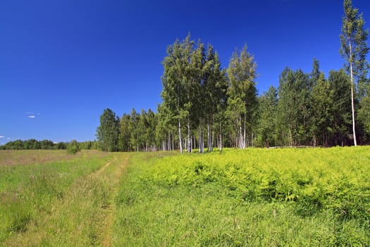 birch copse on green field near rural road