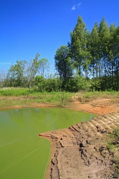 green lake in summer wood