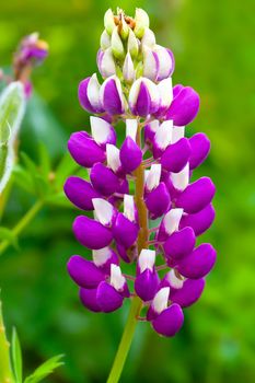 macro shot of  snapdragon flower ( Antirrhinum)