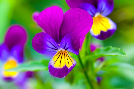 Violas or Pansies Closeup in a Garden