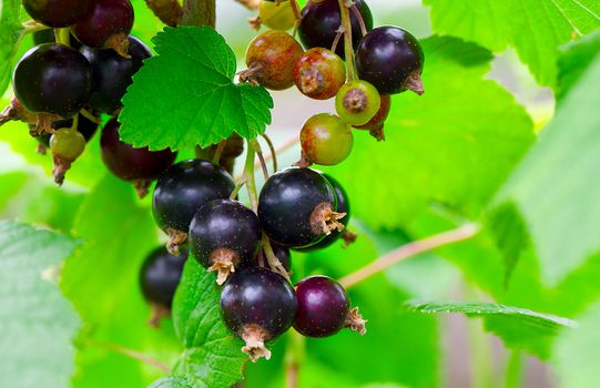 blackcurrant in the garden