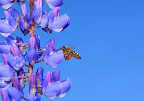 bee on blue lupine