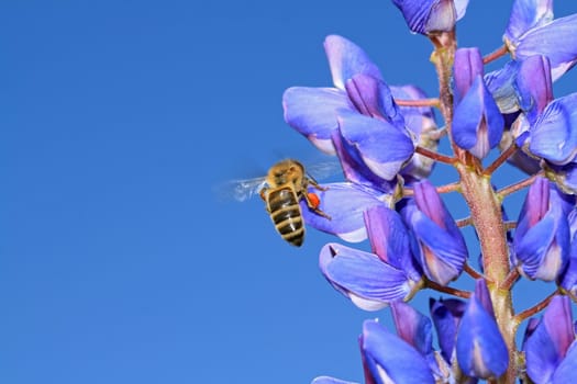 bee on blue lupine