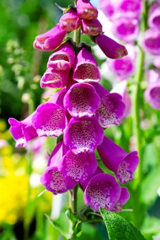 Foxglove flower or Digitalis