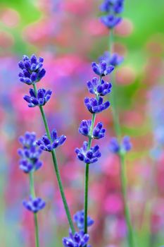 Lavender flower field, macro with soft focus