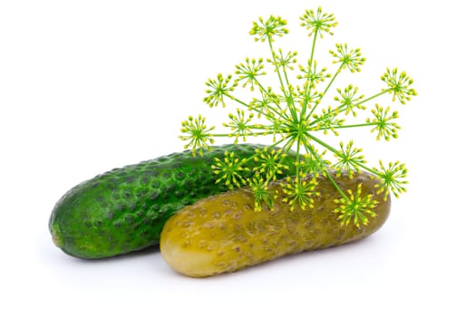 Marinated and fresh cucumber with green dill, isolated on white