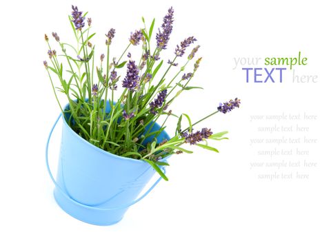 lavender in a blue bucket, isolated on white background