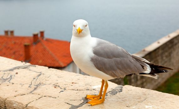 seagull