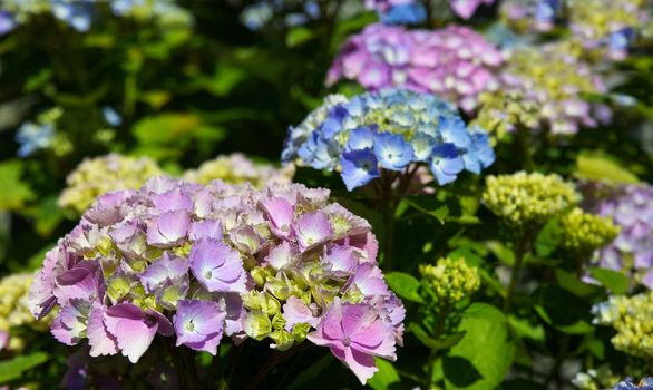 Diagonla row of big puffy hydrangea blooms of pink, blue, and green petals