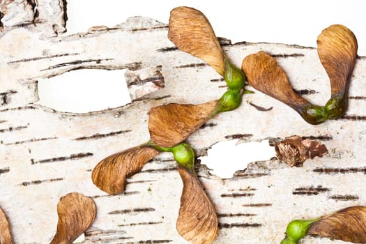 Maple tree fruit detail composition