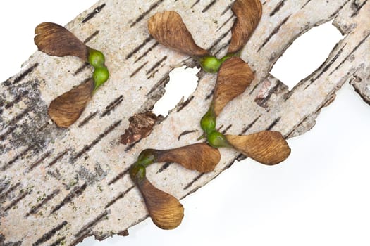 Maple tree fruit detail composition