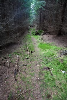 Sceneries from a danish forest in autumn