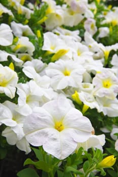 Bunch of Yellow ans white petunias with the leading flower in focus and a soft background