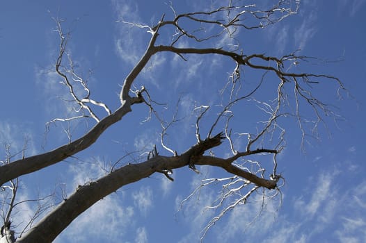 Branches against the sky