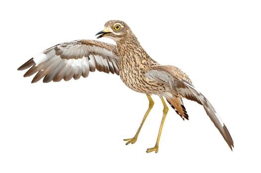 Angry Spotted thick-knee, Burhinus capensis, a nocturnal ground welling bird isolated on white