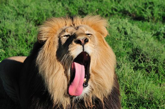 A Kalahari lion, panthera leo, in the Kuzuko contractual area of the Addo Elephant National Park in South Africa