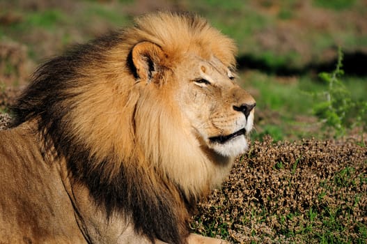 A Kalahari lion, panthera leo, in the Kuzuko contractual area of the Addo Elephant National Park in South Africa