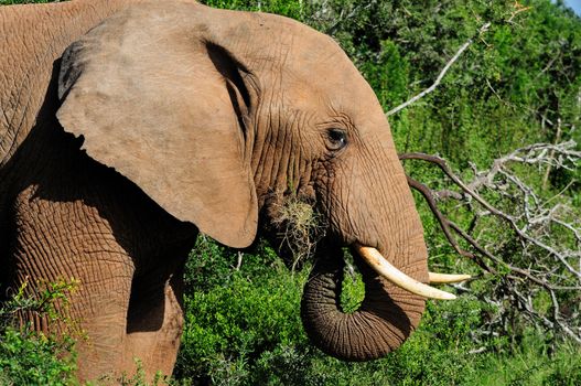 Elephant drinking water at Harpoor Dam, Addo Elephant National park, South Africa