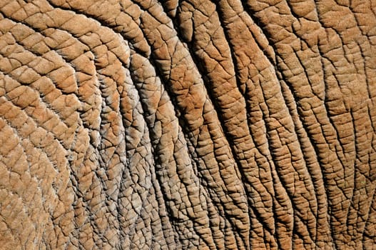 Close-up detail of African Elephant hide or skin