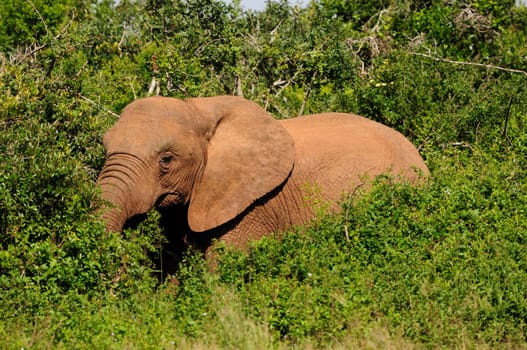 Elephant in the Addo Elephant National Park, South Africa