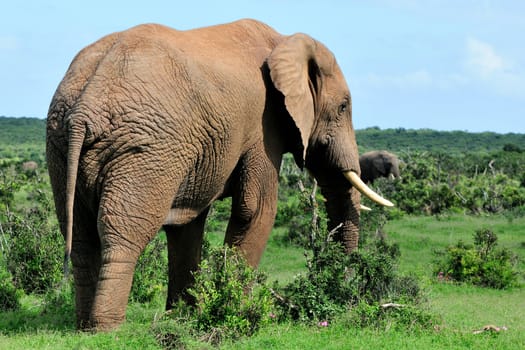 Male Elephant in the Addo Elephant National Park, South Africa