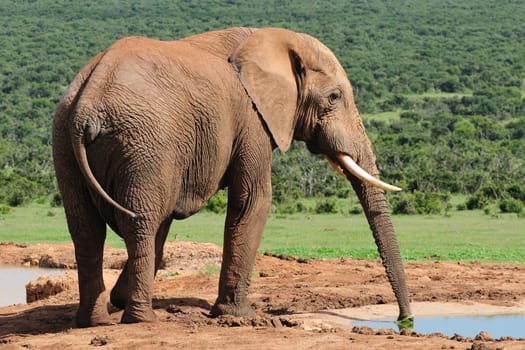 Elephant drinking water at Harpoor Dam, Addo Elephant National Park, South Africa