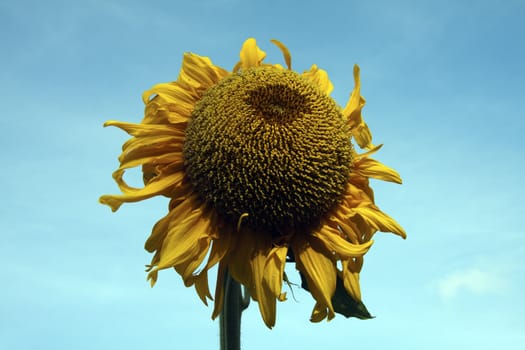 Sunflower Head