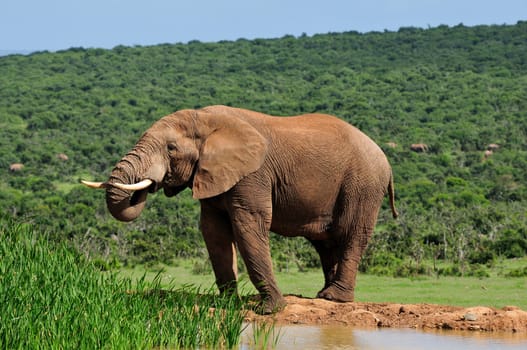 Elephant drinking water at Harpoor Dam, Addo Elephant National Park, South Africa