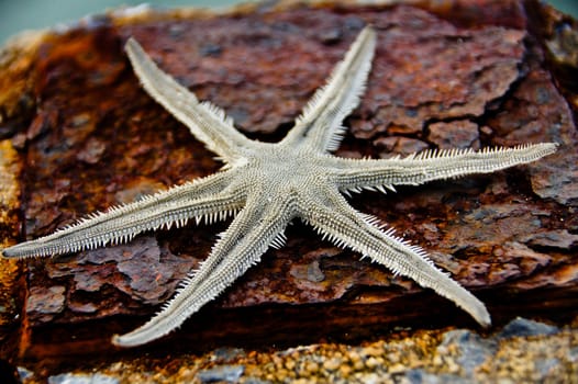 Global warming until dried starfish died.