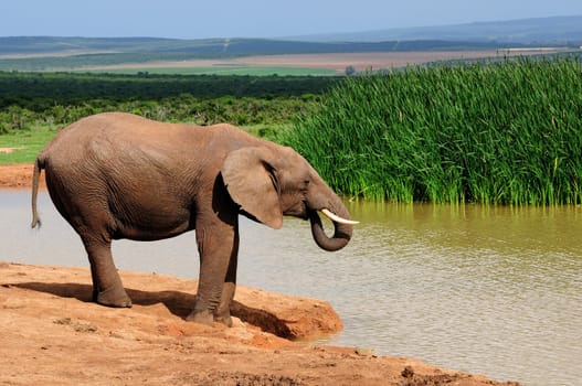 Elephant drinking water at Harpoor Dam, Addo Elephant National park, South Africa