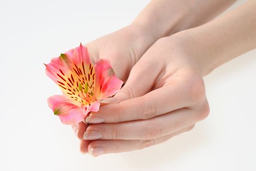 Closeup image of beautiful woman hands holding a flower