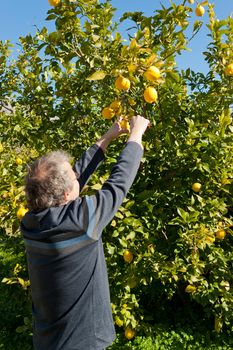 Farmer cutting lemons of a tree full of ripe fruit