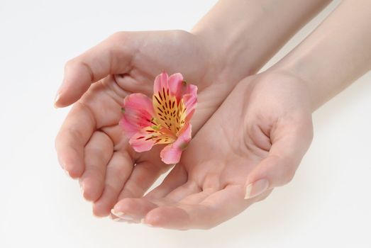 Closeup image of beautiful woman hands holding a flower