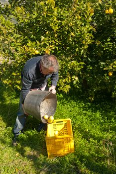 Agricultural worker picking lemons in a sunny plantation