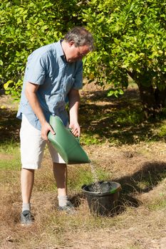 Agricultural worker fertilizing a citrus plantation with phosphate