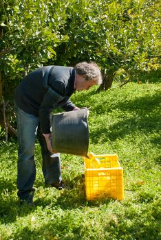 Agricultural worker at lemon harvest in a sunny field