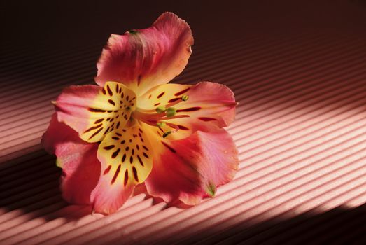 Closeup image of colorful flower on crinkled background