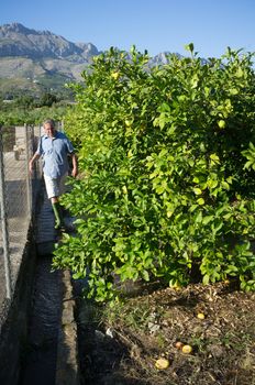 Agricultural worker opening the irrigation ditch to flood his lemon grove