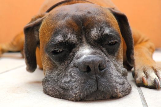 boxer breed sleeping on the floor