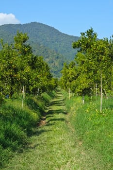 Orange groves and mountain backdrop