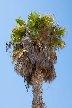 Palm tree, Tunisia