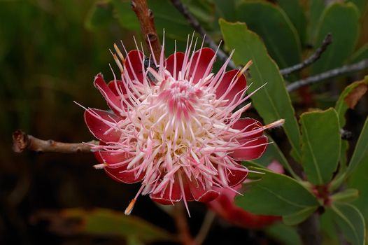 Protea Caffra, the Common Suger Bush, a small tree growing on the mountains in the Marakele National Park, Limpopo, South Africa
