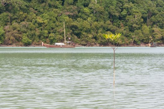 Rhizophora mucronata stay in the sea at Surin island,southren on Thailand