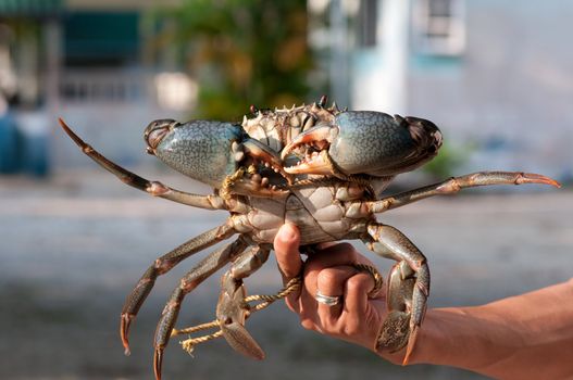 a big mangrove crab in the hand 