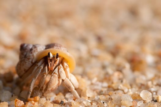 hermit crab on the beach,Surin island Thailand